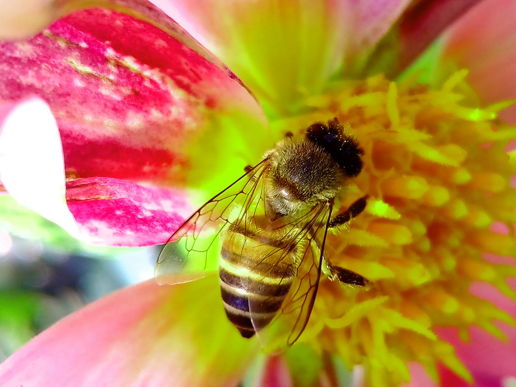 Bee Pollen – A Medical Miracle?